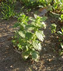 Image result for Elatostema welwitschii