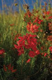 Image result for Dyschoriste multicaulis