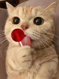 On Twitter In 2021 Baby Cats Cute Baby Cats Cute Cats And Dogs