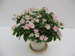 Image result for Catharanthus roseus