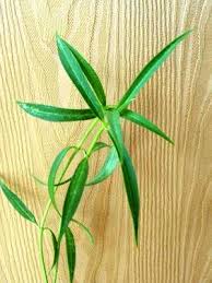 Image result for Stathmostelma