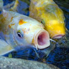 All sounds fine, but carp are omnivores and will eat just about anything, so under average conditions they will outgrow their predators. How To Keep Koi From Eating Your Pond Plants Aquascape Inc