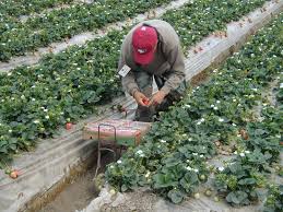 One cup of whole strawberries equals: Alternatives To Hand Labor In Strawberries Rural Migration News Blog Migration Dialogue