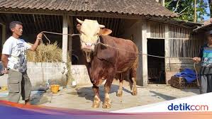 We would like to show you a description here but the site won't allow us. Melihat Sapi Jumbo Di Magelang Yang Beratnya Capai 1 1 Ton