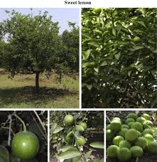 Check spelling or type a new query. Sweet Lemon Sciencedirect