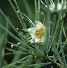 Image result for Asparagus suaveolens