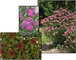 Image result for Spiraea bumalda