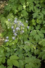 Image result for Emiliella zambiensis