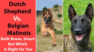 Shetland sheepdog, sheltie puppies for sale by reputable breeders who comply with all standards. Dutch Shepherd Vs Belgian Malinois Both Brave Smart But Which Is Right For You Anything German Shepherd