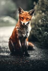Download and use 100+ panda stock photos for free. Fox Wallpapers Free Hd Download 500 Hq Unsplash