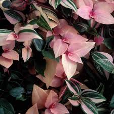 The leaves have a bit of pink on them. Colorful Houseplants That Aren T Hard To Grow
