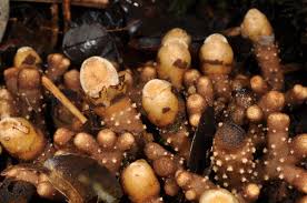 Image result for Balanophoraceae