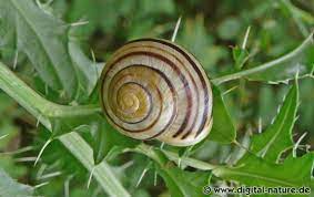 Cepaea hortensis (muller, 1774) taxonomy/phylogenetic: Garten Banderschnecke Cepaea Hortensis