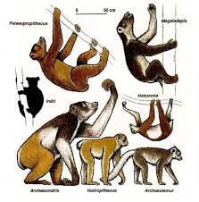 Lemurids Prehistoric Animals Extinct Animals Ancient Animals