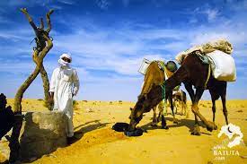 حول الجزائر في عشرين صورة deserts of the world nature images camels