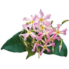 Everybody loves this sweetly scented pink jasmine. Buy Pink Chinese Jasmine Trachelospermum Asiaticum Pink Showers 34 99 Delivery By Crocus