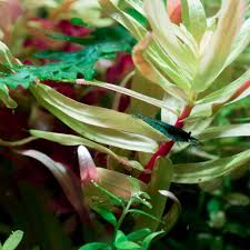 Image result for Nesaea aspera