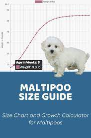 Get all of hollywood.com's best movies lists, news, and more. Maltipoo Size Guide Chart And Calculator How Big Do Maltipoos Get