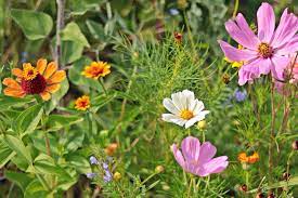 Jul 24, 2020 · 16 vegetables you can plant now for fall harvest just as the summer garden gets in full swing, it's time to start thinking about fall. When To Plant Flowers Perennial Annual And Bulb Planting Guide The Old Farmer S Almanac