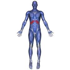 Pin On Shoulder Pain Research