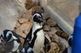 Should buddy not be found, pairing francis with another mate could be close to impossible. Calendar National Aviary