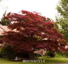 However, the leaves are smaller than traditional japanese acers are perfect for growing in patio containers or planters. Pin On Japanese Maples