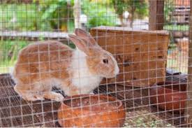 This type of bedding is a safe alternative to pine and cedar. How To Keep A Rabbit Cage From Smelling Bad Rabbit Care Tips
