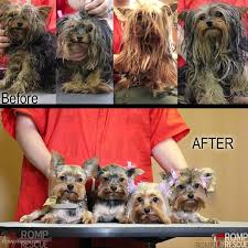 Teacup chihuahua puppies utd on shots and dra papers. Rescued Chicago Yorkie Puppies Romp Italian Greyhound Rescue
