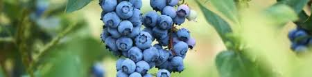 Blueberry Benefits