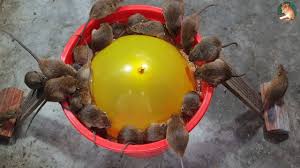 Mouse trap 2020/gagasan perangkap tikus khusus dari 5 level maze / cara membuat mousetrap maze. How To Trap Mice With Balloons 2020 Youtube