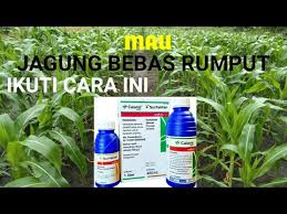 Rumput atau gulma di area persawahan ataupun di halaman rumah sedikit mengganggu tanaman sehingga perlu dibersihkan, cara yang paling mudah dengan menyemprotkan herbisida organik alami, selain aman dan ramah lingkungan juga mudah cara membuatnya. Cara Membuat Racun Rumput Pada Tanaman Jagung Info Lif Co Id