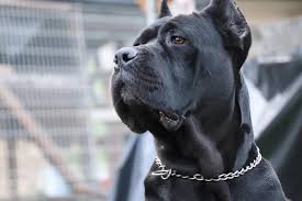The skull is curved with a width equal to the length. Dog Breed Profile Getting To Know The Cane Corso Figo Pet Insurance