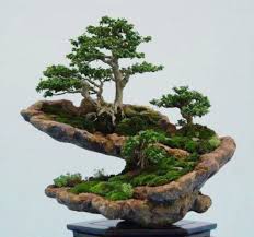 33 Pretty Bonsai Indoor Trees Ideen Fur Innendekorationen Bonsai Fur Ideen Indoor Innendekorationen Pre In 2020 Indoor Bonsai Tree Indoor Bonsai Bonsai Tree Types