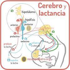 Cerebro Y Lactancia Materna Neuronas En Crecimiento