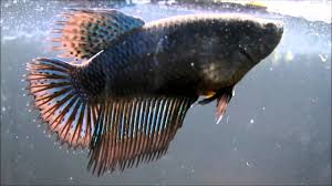 Betta Dance Youtube