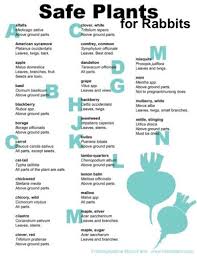 Ginger can also help ease the side effects of cancer treatment. Safe Plants For Rabbits Pg 1 Meat Rabbits Bunny Care Rabbit Hutches