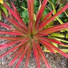 Image result for Dyckia