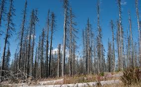 O aumento da acidez na chuva ocorre principalmente quando há um aumento na concentração de óxidos de enxofre e nitrogênio na atmosfera. Chuva Acida Igui Ecologia