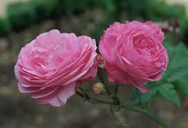 Jun 19, 2017 · bourbon roses. Datei Rosa Louis Odier Jpg Wikipedia