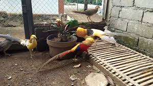 Golden Yellow Pheasant Golden Pheasant Pheasant Run Pheasant