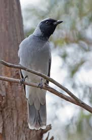 Black Bird With White Chest And White Tipped Tail Black Faced Cuckooshrike Black Bird Australian Birds Australian Animals