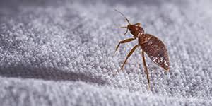 The average cost for pest control is $250. Top 10 Pest Control Pune Safe Certified Pest Exterminator Services Sulekha