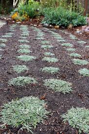 Dymondia Lawn Alternatives Front Yard Plants Front Yard Landscaping