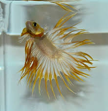 White Black Red Crowntail Betta Aquarium Pinterest Betta Betta Betta Fish Fish