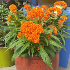 New Color For 2017 Celosia Twisted Orange I Think I M In Love Gardentherapy Gardening Orange Flowersofinstagram Flowers Ball Flowers New Color Color