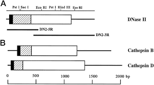We've been using arrow pest control for 10 years. Molecular Cloning Of The Cdna Encoding Human Deoxyribonuclease Ii Journal Of Biological Chemistry