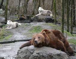 Ordinul a fost scris pe baza unui studiu întocmit de președintele unei asociații de vânători. Tot Ce È™tim Despre IntenÈ›ia AutoritÄƒÈ›ilor Romane De A Elimina 1 700 De Animale Protejate Prin Lege