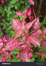 Image result for Iresine herbstii