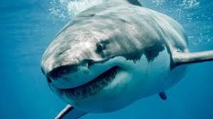 تفسير الاحلام مجانا تفسير حلم رؤية سمك القرش في الماء رؤية اسماك القر Sharks Scary White Sharks Big Shark