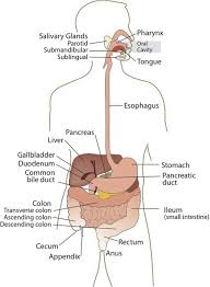 True Digestive Diagram Labeled Gi Tract Flow Chart A Flow